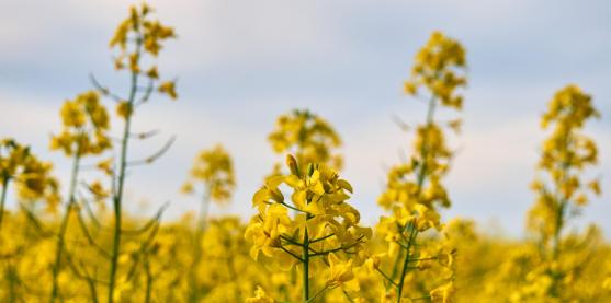 Canola transgénica empezará pruebas de campo en Australia