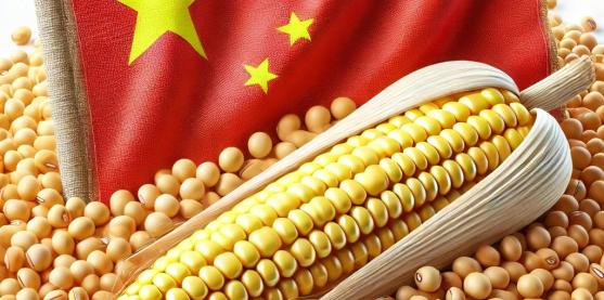 China aprobó 30 cultivos transgénicos de maíz y soya