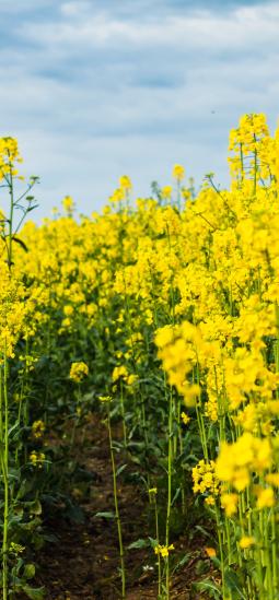 Una futura canola editada genéticamente florecería más rápido