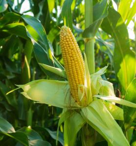 Identifican genes del maíz claves para la fertilidad y el rendimiento