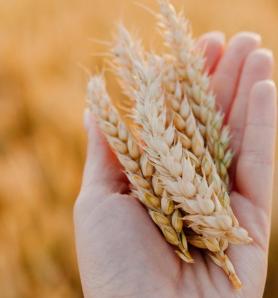 Un trigo sin gluten sería posible con edición genética