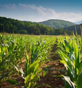 Molécula antiestrés en plantas: una oportunidad frente al cambio climático