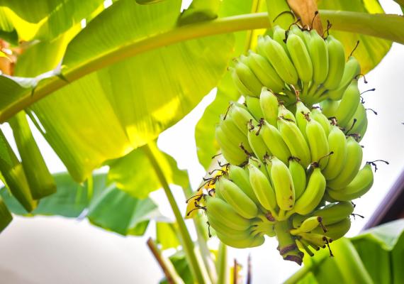 Plantación de banano - banano genéticamente modificado