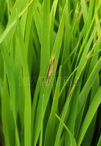 tizón del arroz