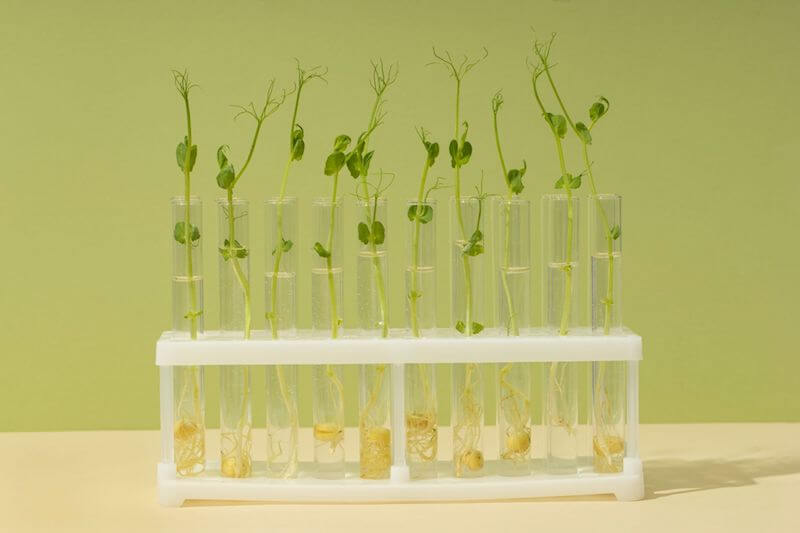 Desarrollo de plantas en laboratorio