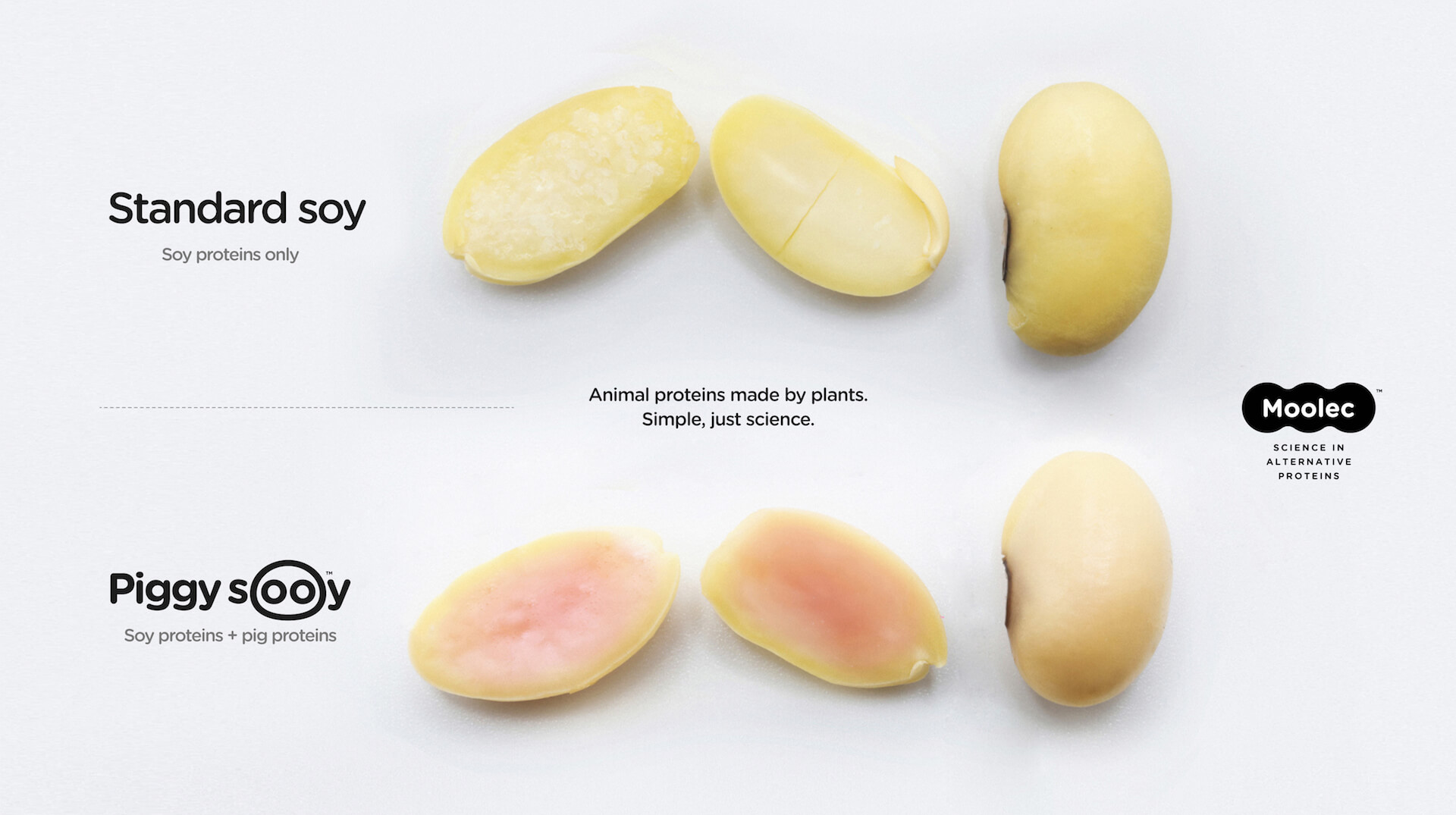 soya transgénica