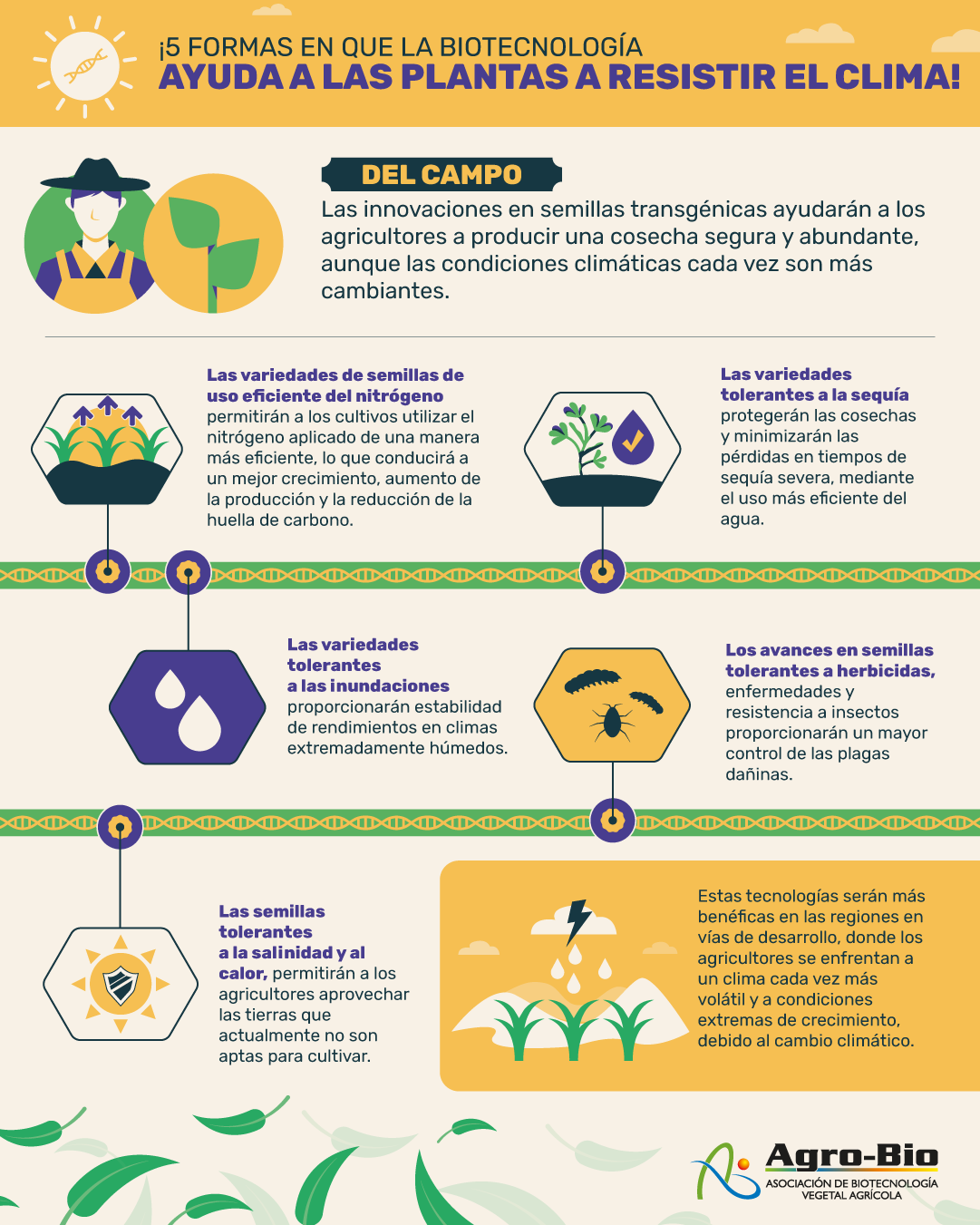 Infografía sobre transgénicos y cambio climático