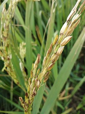 arroz resistente al tizon bacteriano