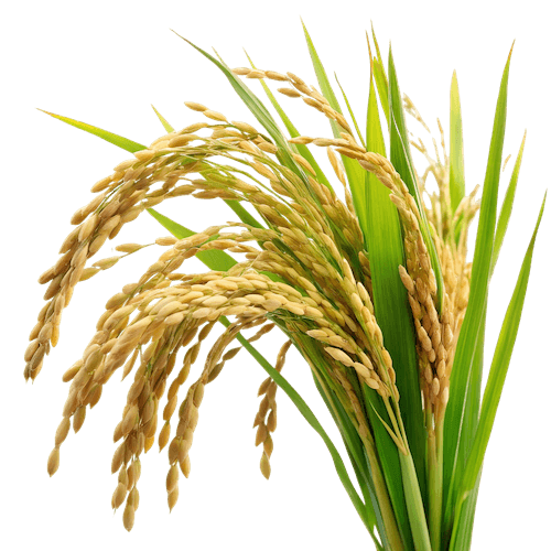 tizón del arroz
