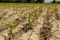 caña de azúcar más tolerante