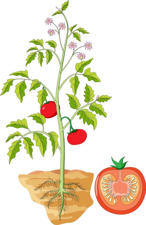 Planta de tomate - Tomate editado