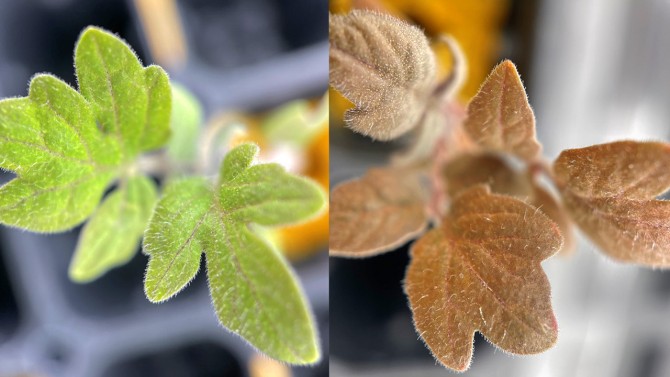 Tomato leaves turn red (right) due to low nitrogen in the soil (Photo Source: Cornell Chronicles)