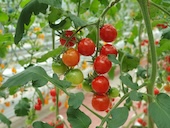 Tomate con vitamina D