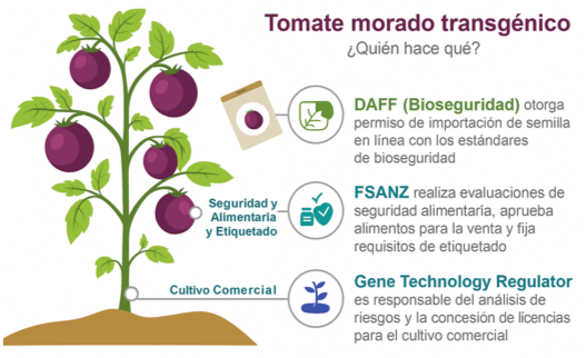 Fuente: Infographic outlining GM Purple Tomato regulatory remits