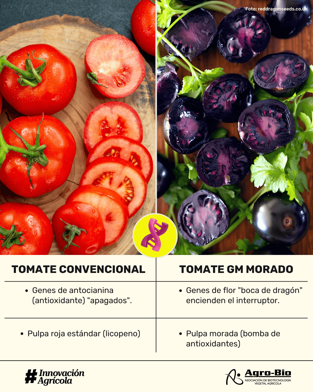ejemplos de alimentos modificados genéticamente
