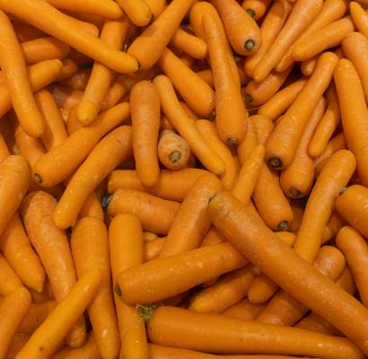 Buscan mejorar genéticamente la zanahoria y la cebolla.