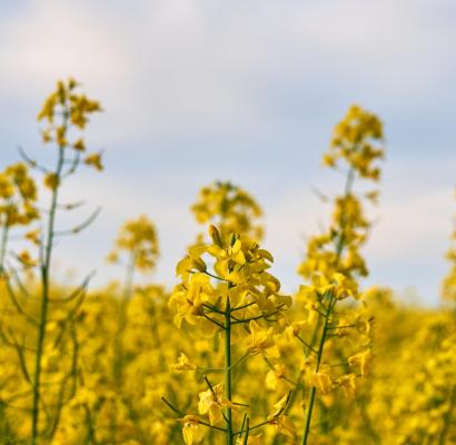 canola transgénica, transgénicos en colombia, colombia transgénicos