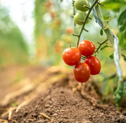 tomate editado