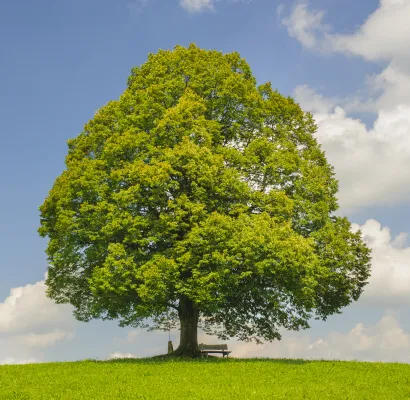 árbol transgénico