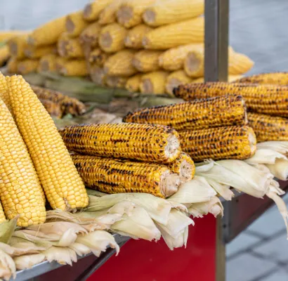 transgénicos, agrobio, alimentos transgénicos, maíz transgénico
