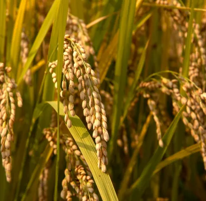 arroz editado, arroz, rice, agro-bio