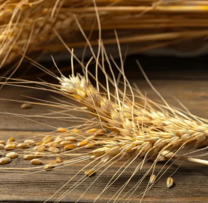 genética del trigo, trigo, wheat, agrobio