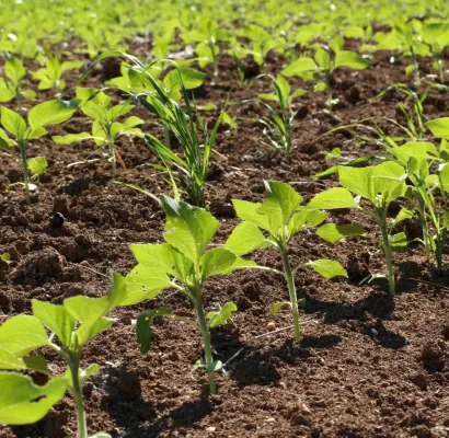 cultivos resistentes a plagas