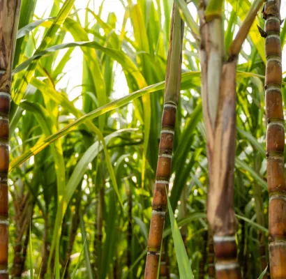 Caña de azúcar más tolerante