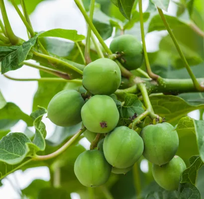 producción de biocombustibles en Colombia