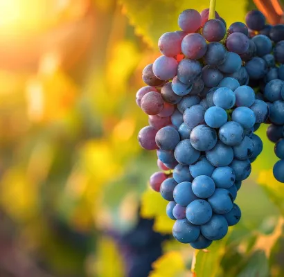 Edición genética en la vid