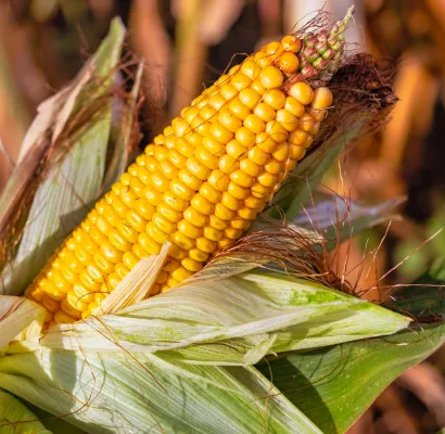 Maíz resistente a insectos