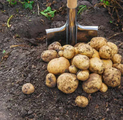 papa resistente a enfermedades
