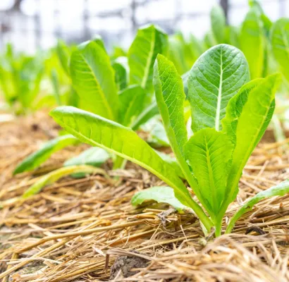 Estrés en las plantas