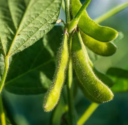 Rendimiento de la soya