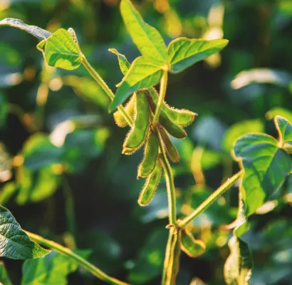 soya transgénica