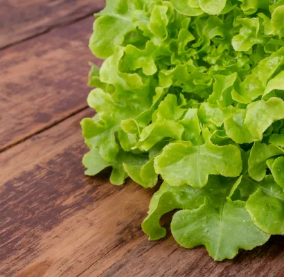 Carne vegetal