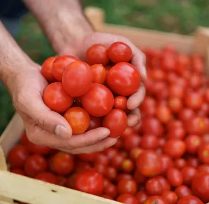 tomates tolerantes a la salinidad