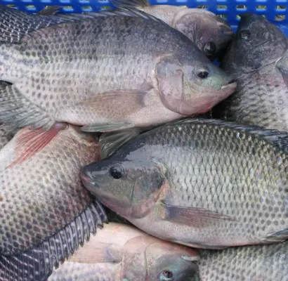 virus de la tilapia