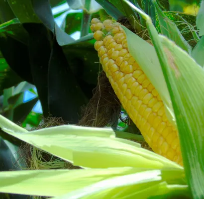 Campo de cultivo de maíz transgénico en Colombia durante la cosecha récord