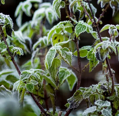 Plantas tolerantes al frío