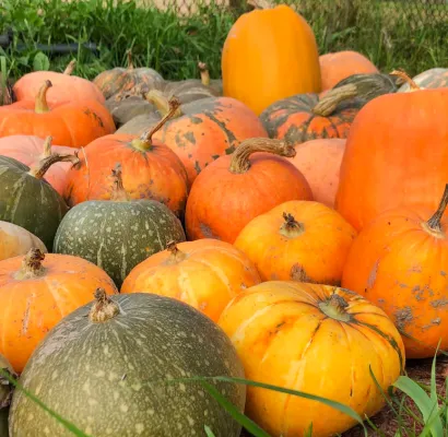tipos de calabaza, Genoma de la calabaza