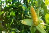 Cultivo de maíz - genes del maíz - polen