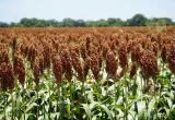 sorgo resistente, sorghum, biotecnología, agro-bio