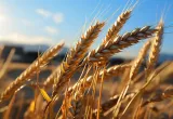 trigo resistente, trigo, wheat, agrobio