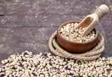 frijol caupí, transgénicos, agro-bio
