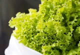 lechuga transgénica