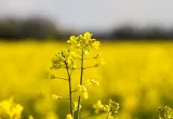 canola, campo de canola