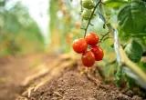 tomate editado
