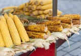 transgénicos, agrobio, alimentos transgénicos, maíz transgénico