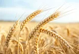 trigo editado, trigo, wheat, trigo editado geneticamente, trigo chile